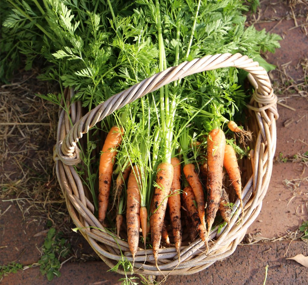 carrots - moss house