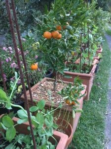 mandy edible garden citrus