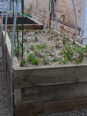 Sydney Edible Garden Trail - Willoughby driveway veggie patch raised garden beds