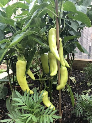 Sydney Edible Garden Trail - yellow capsicums growing Willoughby driveway veggie patch