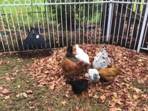 Sydney Edible Garden Trail - chickens in North Rocks