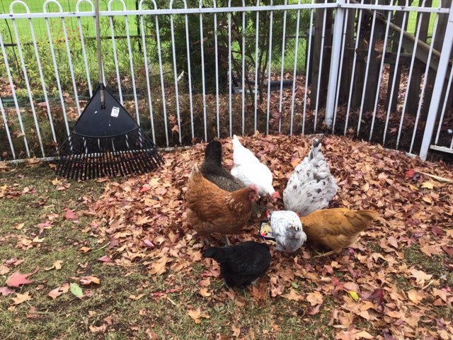 Sydney Edible Garden Trail - chickens in North Rocks