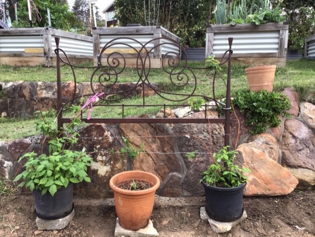Sydney Edible Garden Trail - wicking beds in North Rocks