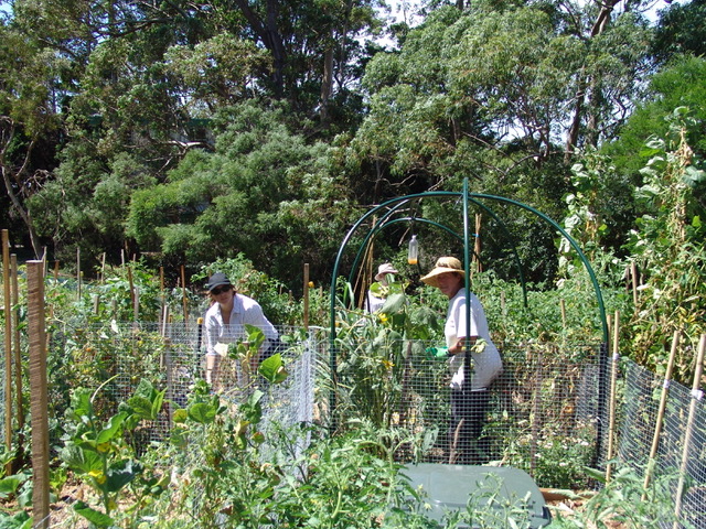 Sydney Edible Garden Trail - Turramurra Lookout Community Garden