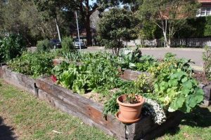 Sydney Edible Garden Trail - raised beds in the Naremburn community garden