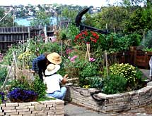 Sydney Edible Garden Trail - Coal Loader Cottage community gardens