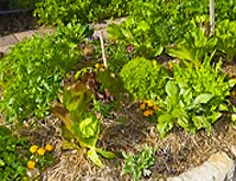 Sydney Edible Garden Trail - Coal Loader Platform community gardens