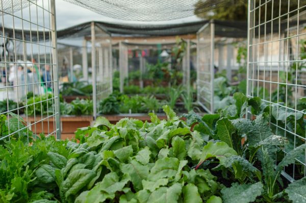 Sydney Edible Garden Trail - Coal Loader Platform community garden plots