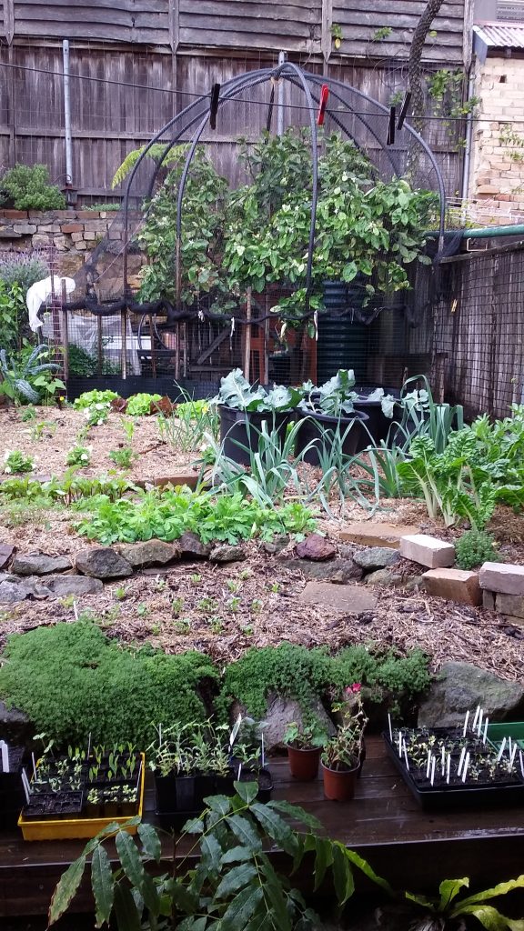 Sydney Edible Garden Trail - Northern Beaches edible garden