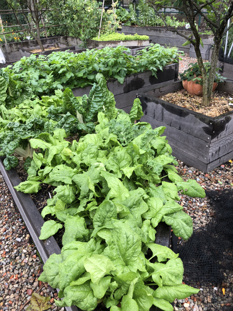 Sydney Edible Garden Trail - Milson community garden