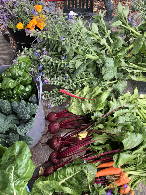 Sydney Edible Garden Trail - Milson community garden