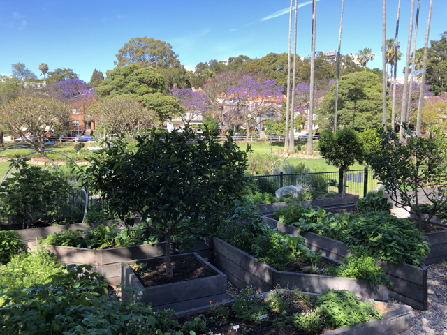 Sydney Edible Garden Trail - Milson community garden
