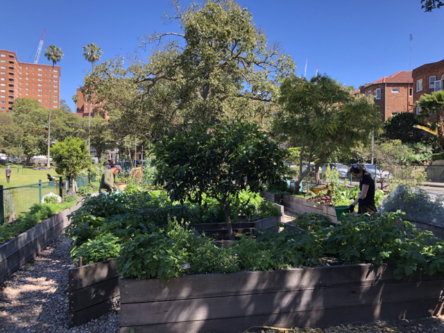 Sydney Edible Garden Trail - Milson community garden