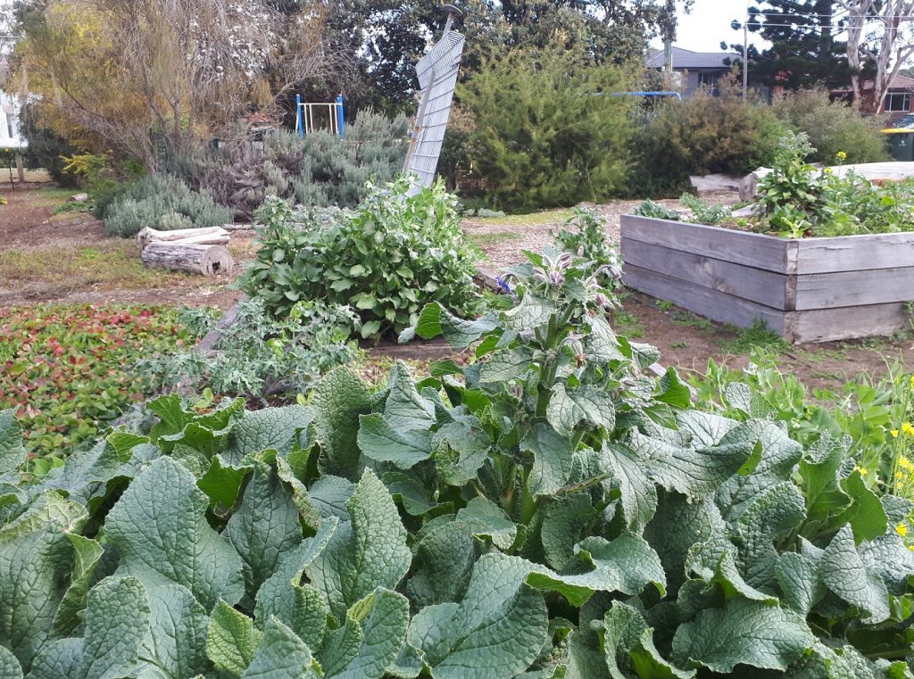 Sydney Edible Garden Trail - The Habitat community garden
