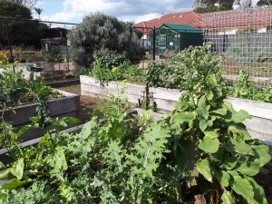 Sydney Edible Garden Trail - The Habitat community garden