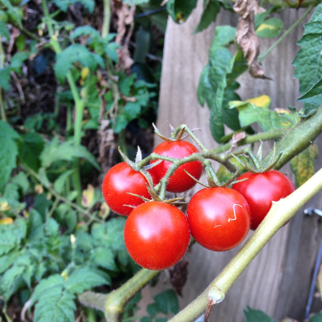 Sydney Edible Garden Trail - tomatoes in a Northern Beaches edible garden