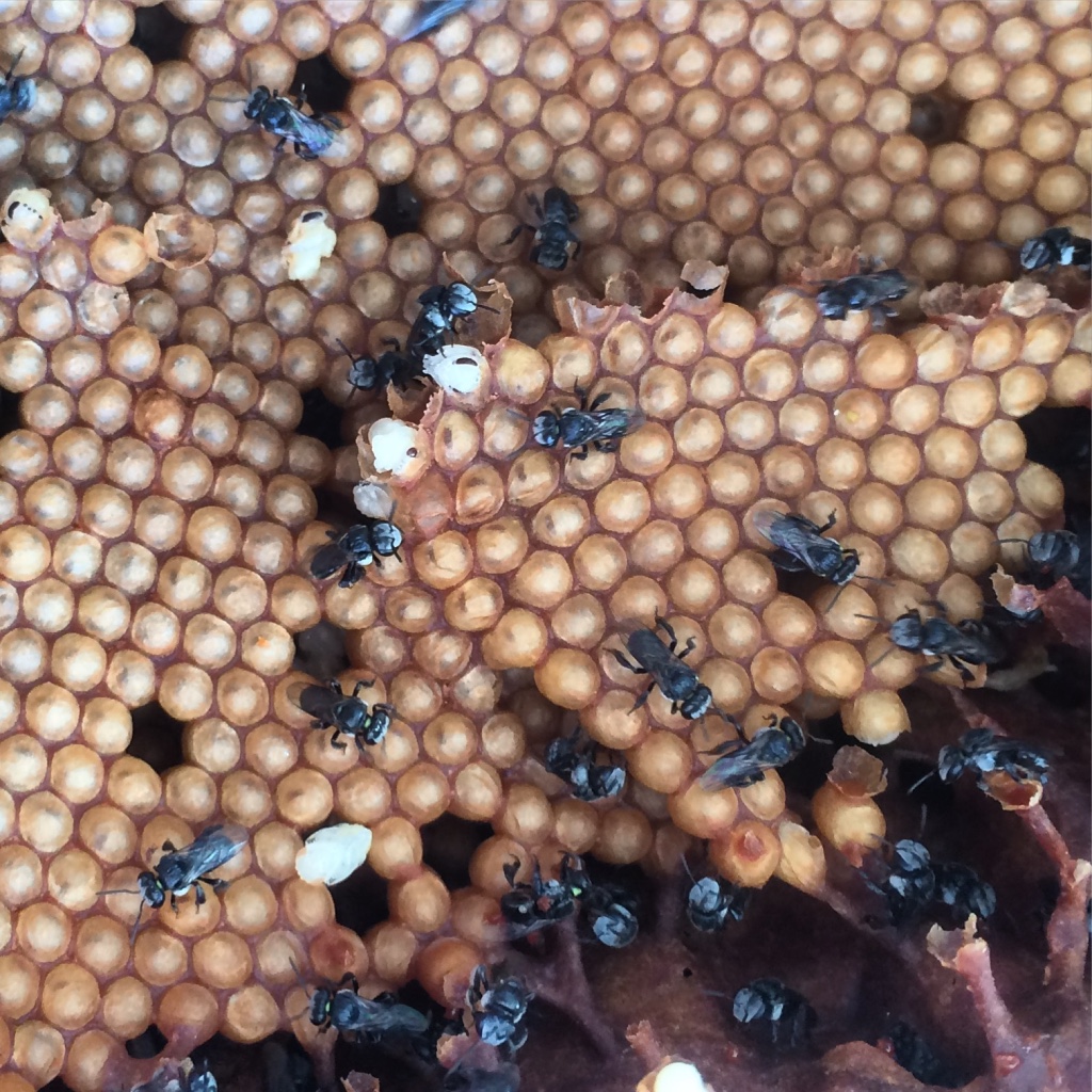 Sydney Edible Garden Trail - bees