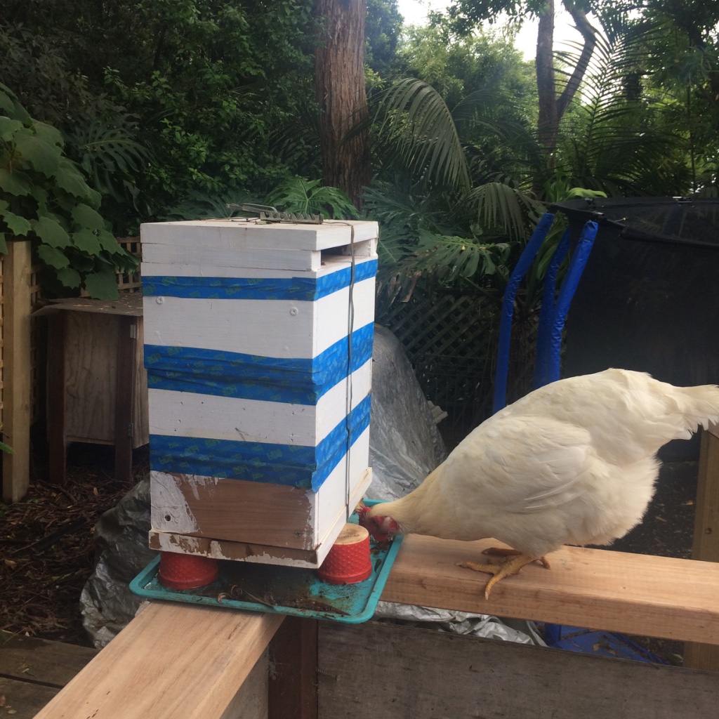 Sydney Edible Garden Trail - Northern Beaches edible garden