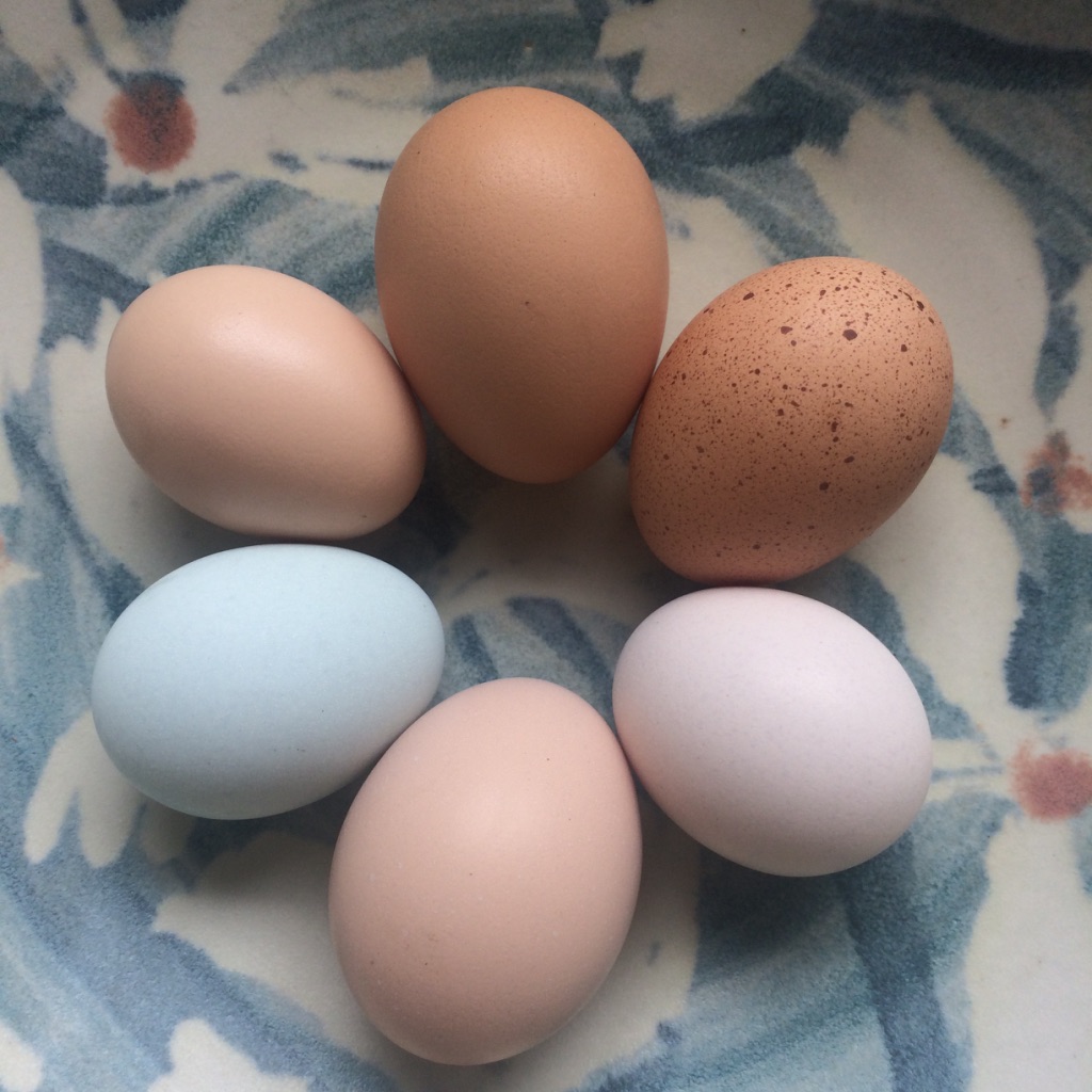 Sydney Edible Garden Trail - fresh eggs