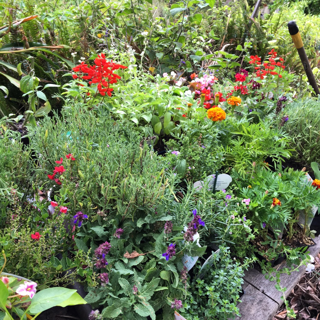 Sydney Edible Garden Trail - Northern Beaches edible garden