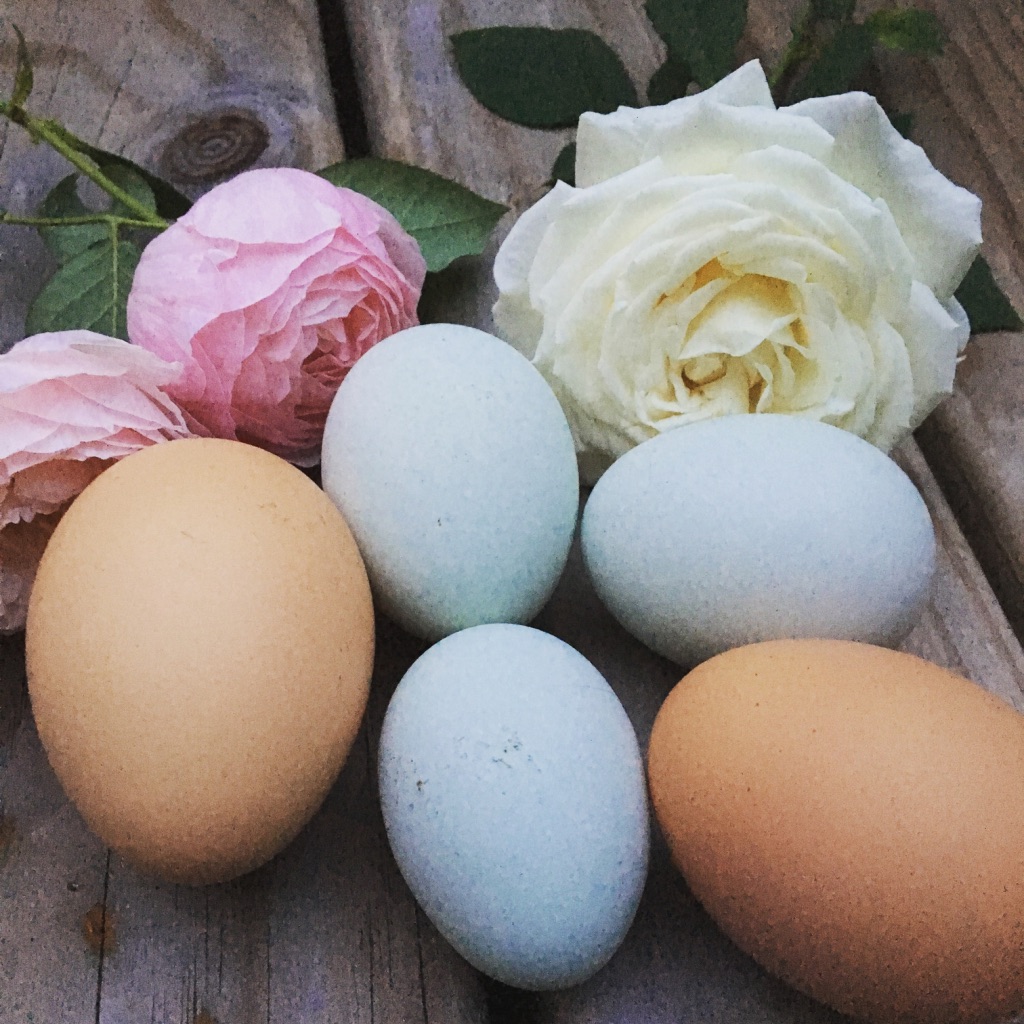Sydney Edible Garden Trail - fresh eggs