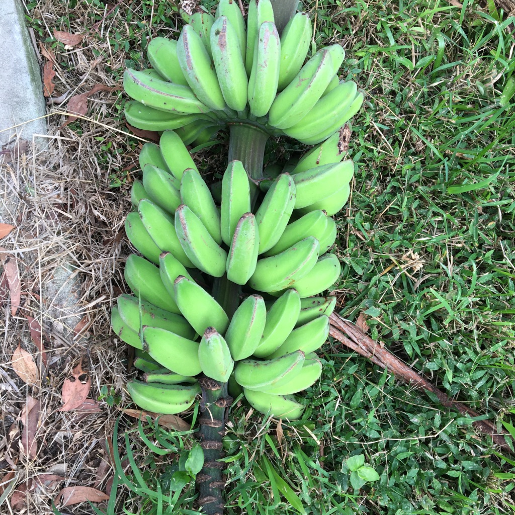 Sydney Edible Garden Trail - bananas