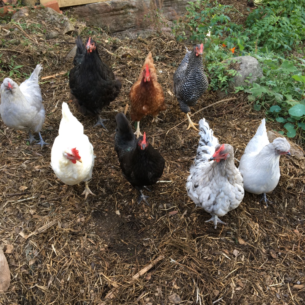 Sydney Edible Garden Trail - Chickens
