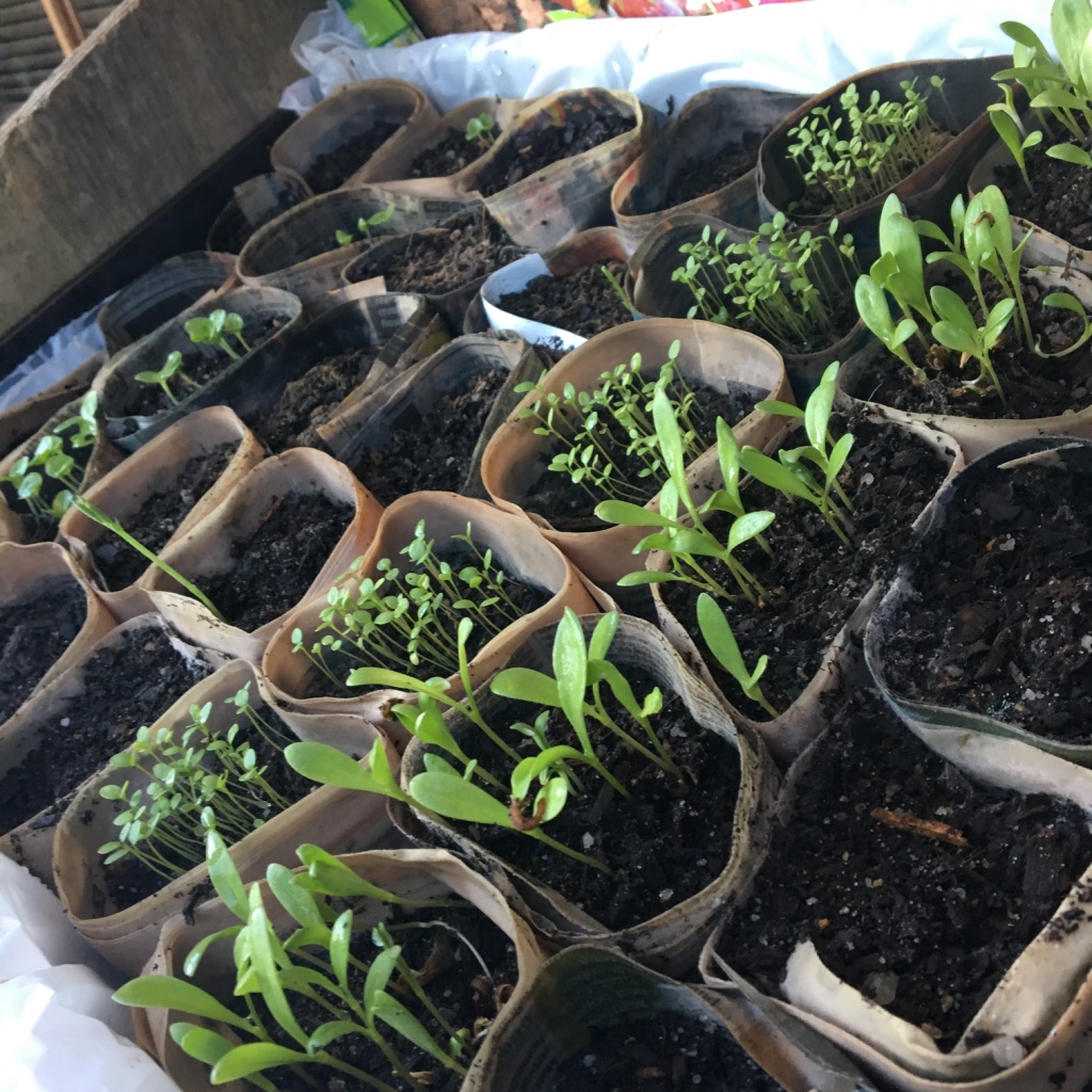 Sydney Edible Garden Trail - raising seeds