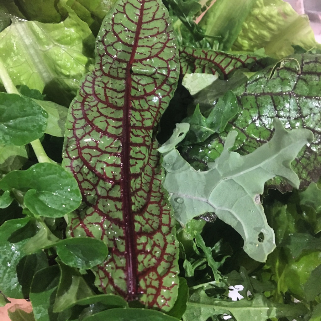 Sydney Edible Garden Trail - edible green leaves