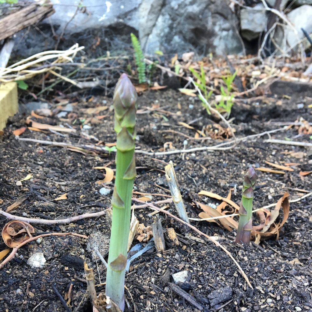 Sydney Edible Garden Trail - asparagus