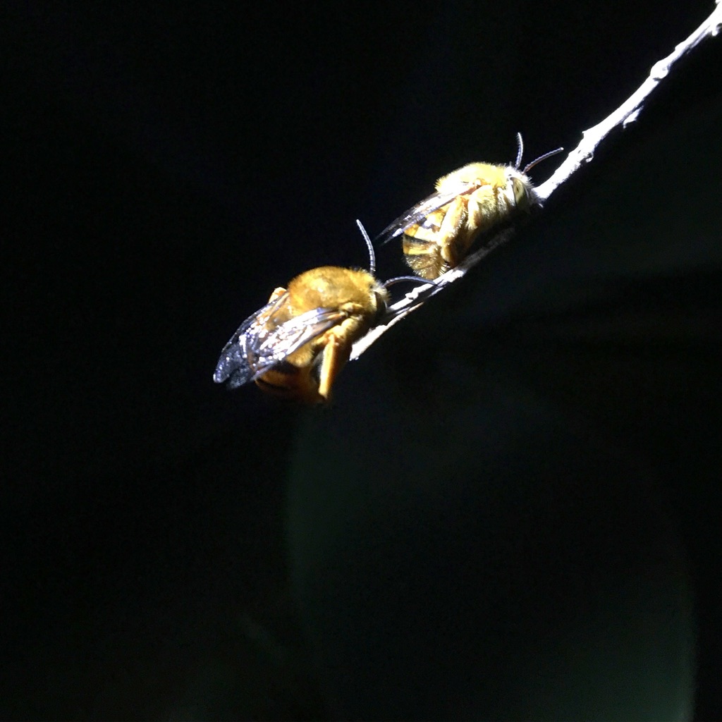 Sydney Edible Garden Trail - bees