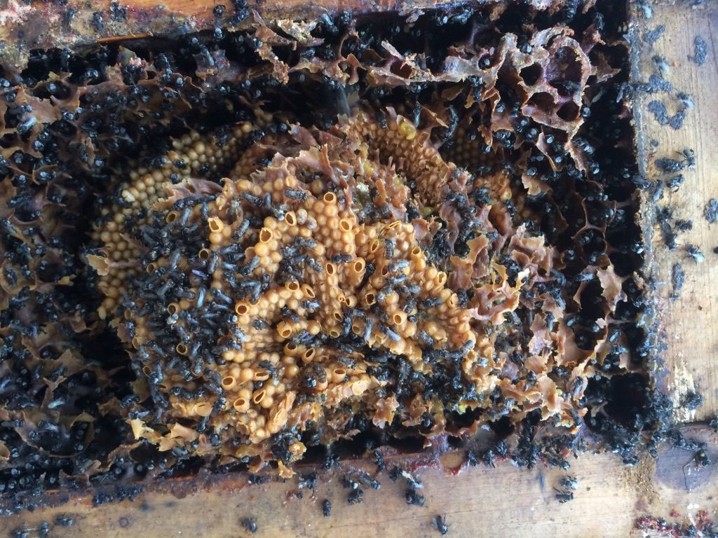 Sydney Edible Garden Trail - native bees