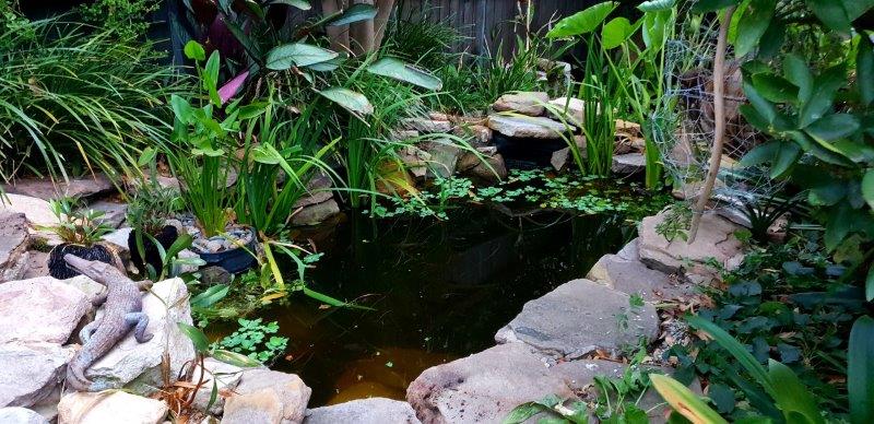 back pond with taro, pickeral rush and watercress