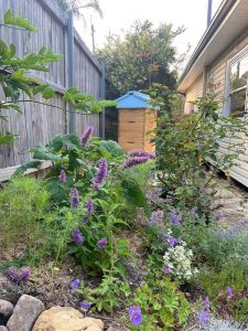 Sydney Edible Garden Trail - beneficial flowers