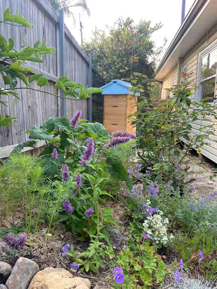 Sydney Edible Garden Trail - beneficial flowers