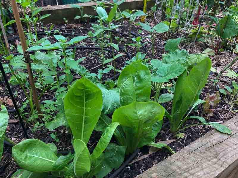 Sydney Edible Garden Trail - Driveway Veggie Patch