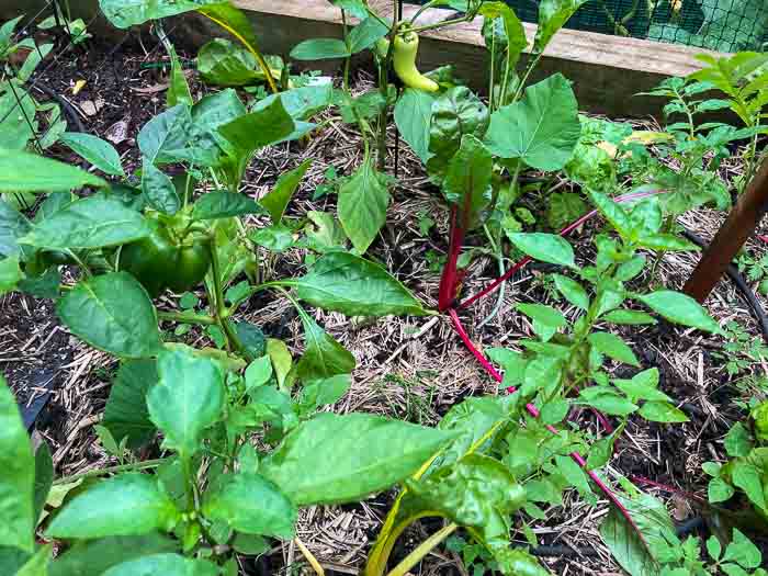 Sydney Edible Garden Trail - Driveway Veggie Patch