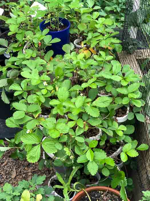 Sydney Edible Garden Trail - alpine strawberries
