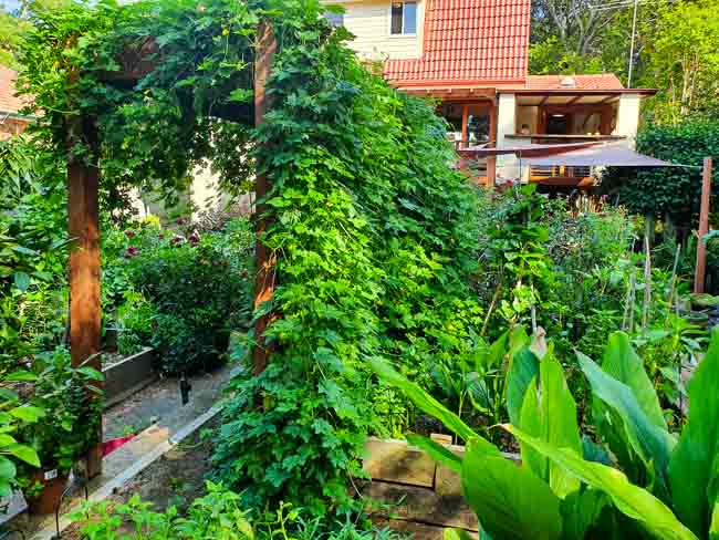 Sydney Edible Garden Trail