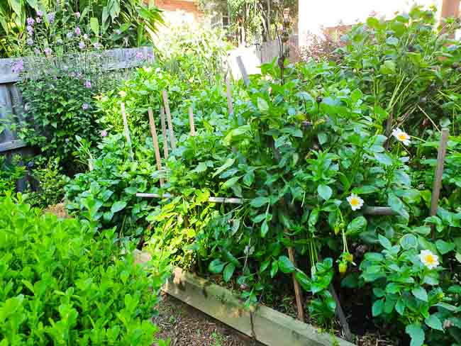 Sydney Edible Garden Trail