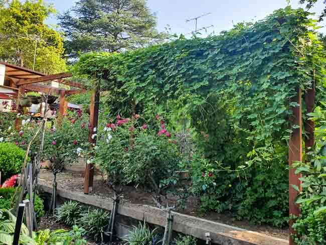 Sydney Edible Garden Trail