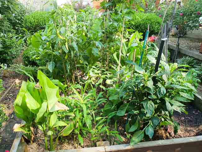 Sydney Edible Garden Trail