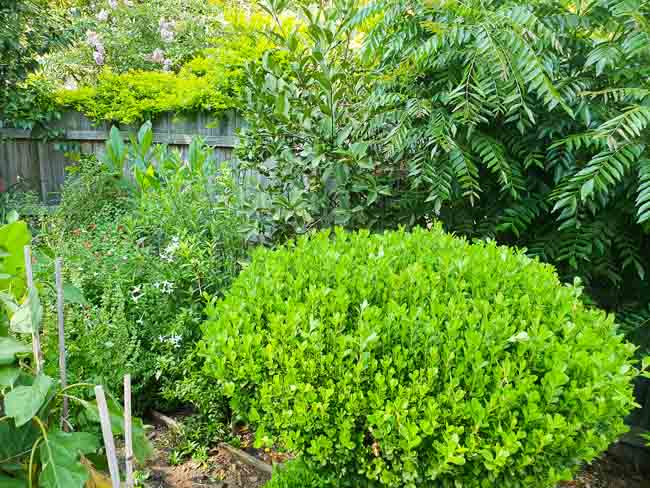 Sydney Edible Garden Trail