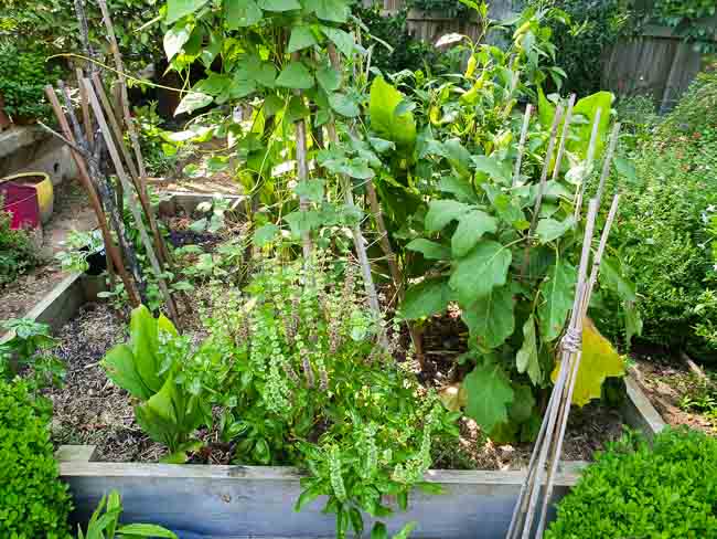 Sydney Edible Garden Trail