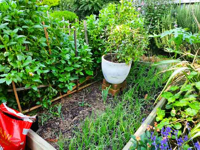 Sydney Edible Garden Trail