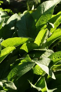 Comfrey