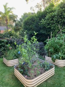 veggie garden