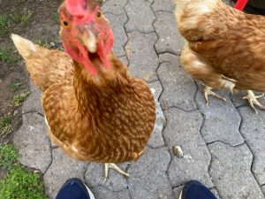 chickens