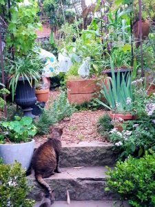 Sydney Edible Garden Trail - Bridget and Lukes Garden