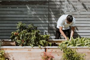 rising cost of living? grow your own food